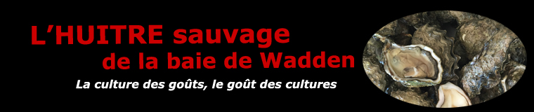 L'huître sauvage de la baie de Wadden