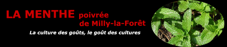 Menthe poivrée de Milly-la-Forêt