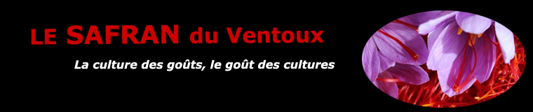 Le safran du Ventoux